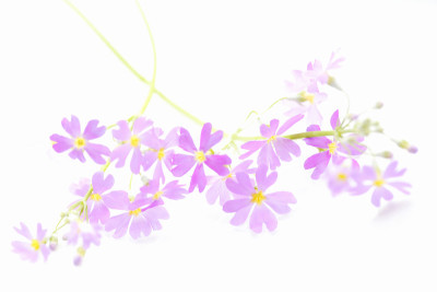 月见草