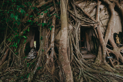 寺庙覆盖榕树根Wat Bang Kung Temple, Samut Songkhram。泰国。