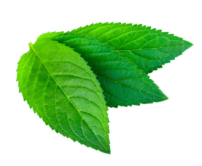 绿色薄荷