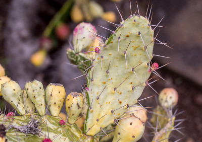 Opuntia ficus-indica