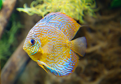 水族馆鱼类铁饼