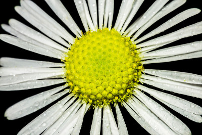 Mayweed花
