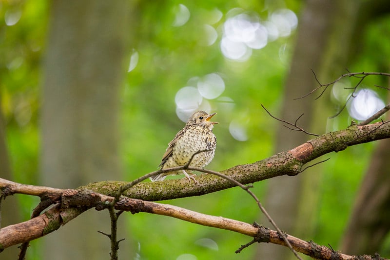 Song Thrush (Turdus philomelos)