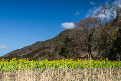 早开油菜花“