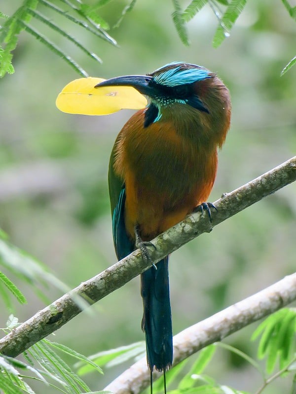 的Blue-crowned Motmot