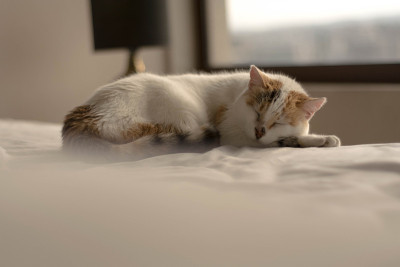 睡觉的猫在床上
