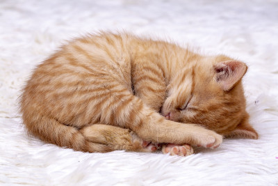 宠物动物;可爱的小猫宝宝猫室内。