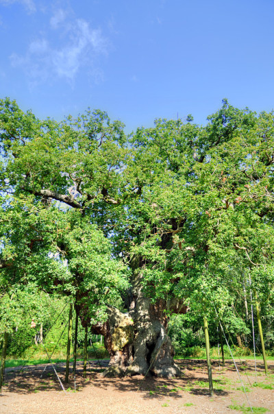 Major Oak, Sherwood Forest，诺丁汉郡