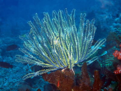 海百合