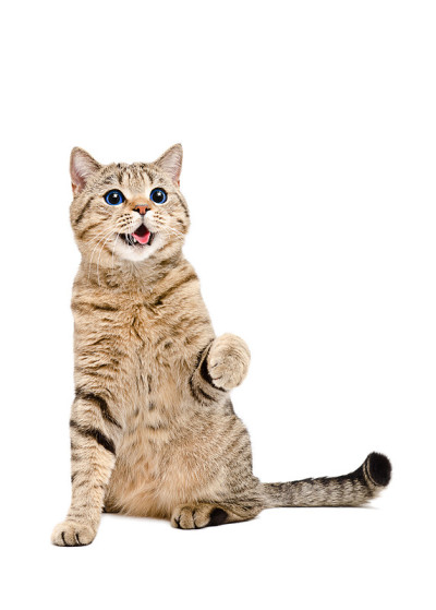 这是一只顽皮的苏格兰直猫的肖像，眼睛里有星星的倒影