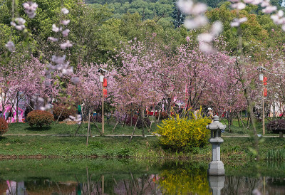 花梅花盛开在武汉东湖。