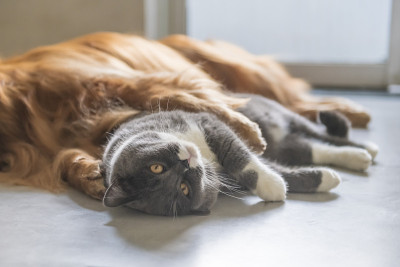 英国短毛猫和金毛猎犬友好相处