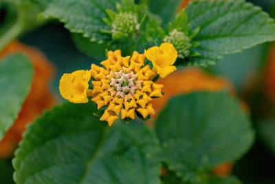 马缨花