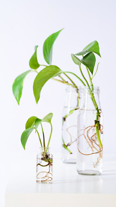 金凤花、Epipremnum aureum的幼枝在透明的玻璃瓶中生根。在水中从叶片上繁殖山楂，魔芋，