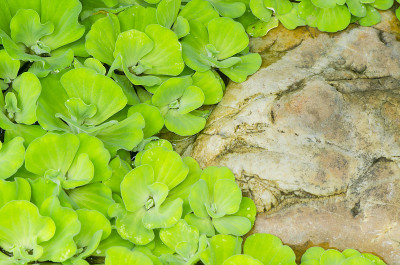 浮萍、蚊蕨纹理