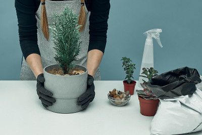 女孩在土和花盆里种室内植物和花。植物护理和保养。的爱好。