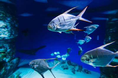 鱼Palometa Trachinotus goodei游泳在蓝色的水