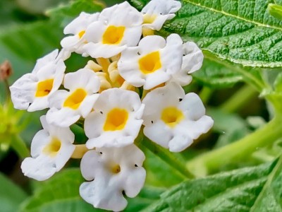 卡马拉lantana