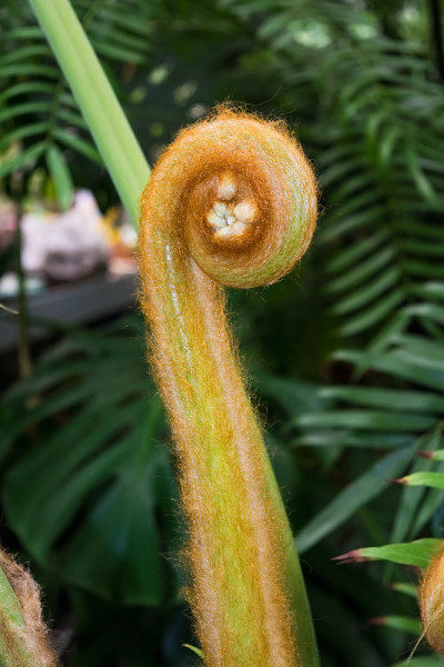 热带巨蕨的萌芽