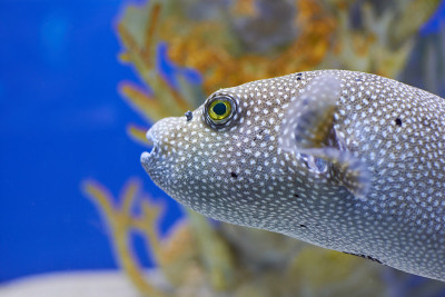 Arothron nigropunctatus。点缀在珊瑚旁的河豚