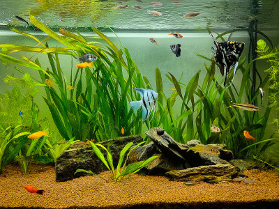美丽的鱼游泳在热带淡水水族馆种植