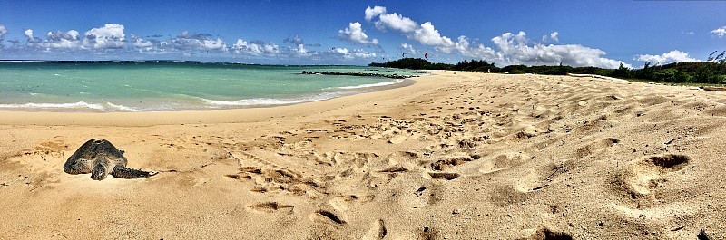 夏威夷绿海龟/绿海龟