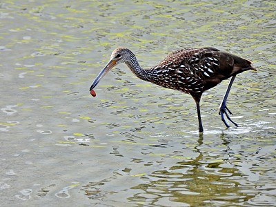 Limpkin (Aramus guarauna)在佛罗里达的一个湖里和一个苹果蜗牛