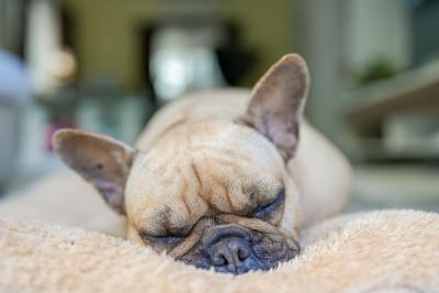 昏昏欲睡的法国斗牛犬躺在室内的棕色枕头上。