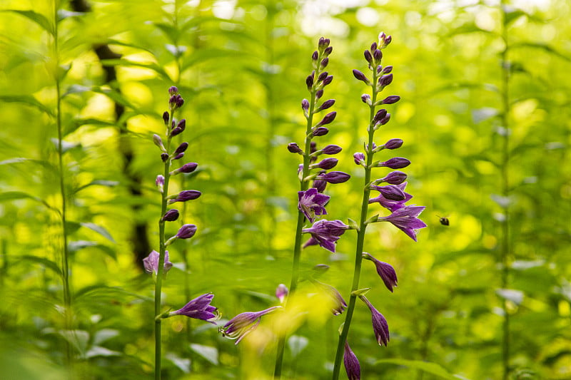 紫雀花与蜜蜂，黑岩山湖，拉朋峡，乔治亚州