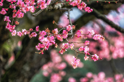 梅花盛开的特写