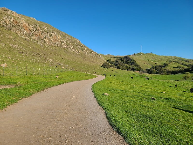 奶牛在加利福尼亚弗里蒙特的米申峰(Mission Peak)的山麓吃草