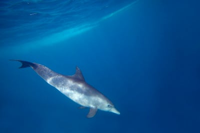野生海豚