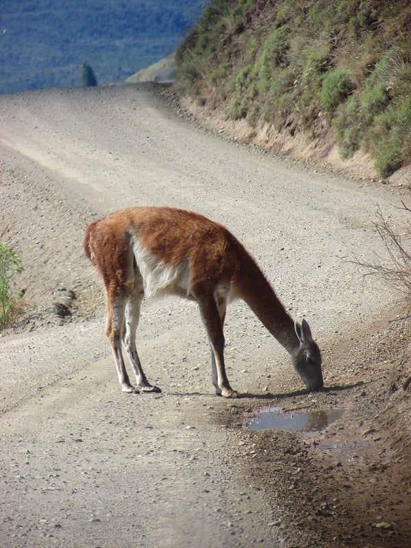 南美