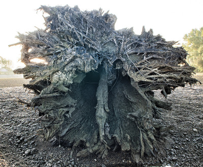 大树根
