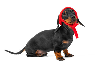 白色背景上戴着红帽子的有趣腊肠犬