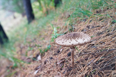 蘑菇。