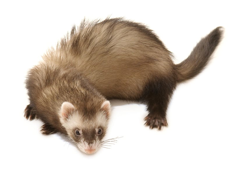 ferret_amelia_10