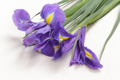 蓝色虹膜花