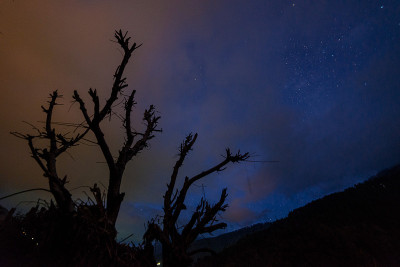 令人惊叹的喜马拉雅山的夜空和树木