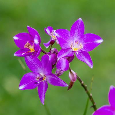 紫色兰花的花