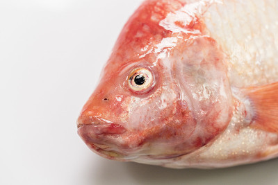 靠近新鲜生鱼，红罗非鱼，尼罗罗非鱼(Oreochromis niloticus-mossambicu