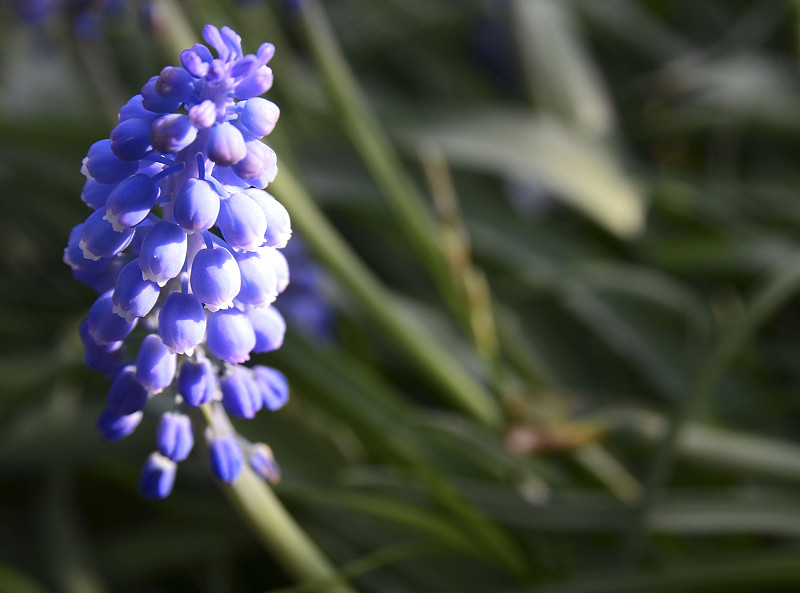 初春草地上的蓝葡萄风信子花。盛开的Muscari armeniacum。春天的概念。