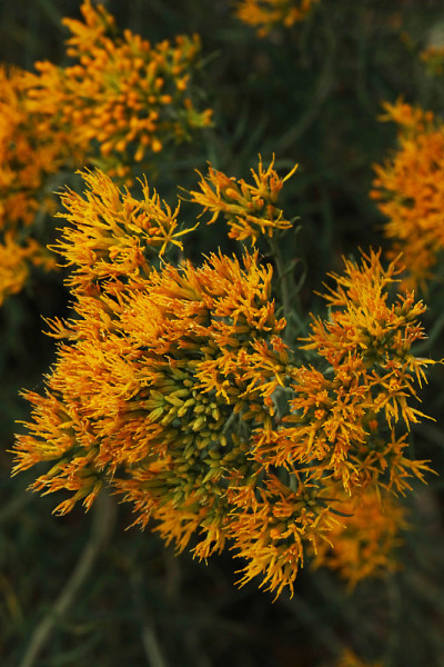 Rabbitbrush