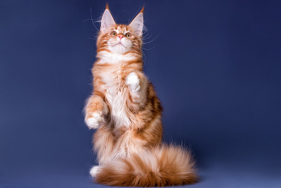 灰色背景上的缅因猫。