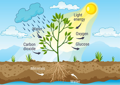 光合作用是树木利用雨水和阳光产生氧气的过程。图示植物光合作用过程。色彩丰富的生物方案教育在平风格