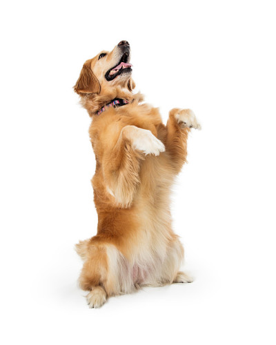 金毛猎犬在乞讨