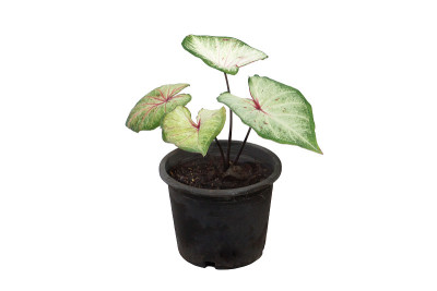 贝母植物