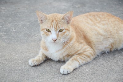 可爱的猫在水泥地板上