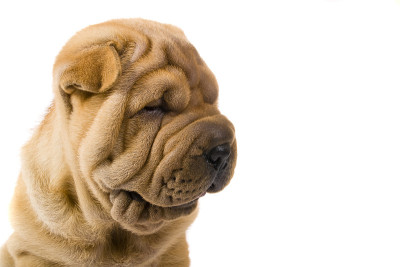 Sharpei狗