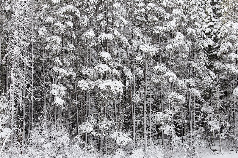 雪域森林太浩湖，加利福尼亚